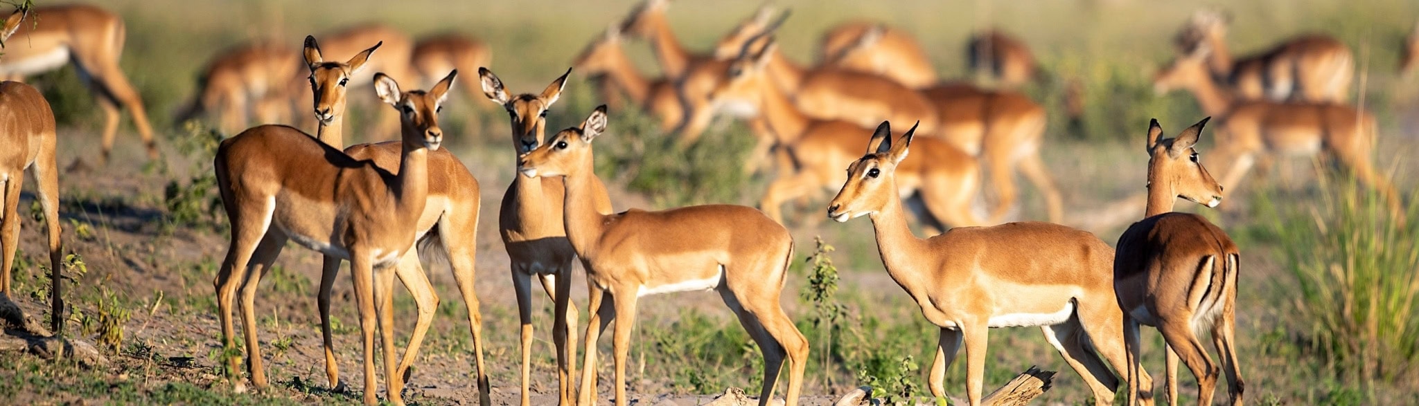 Windhoek bis Chobe – Spektakuläre Wunderwelten