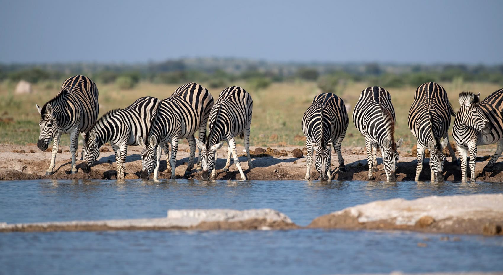 Zebras an einem Wasserloch im Etosha in Namibia. Zebras an einem Wasserloch im Etosha in Namibia.