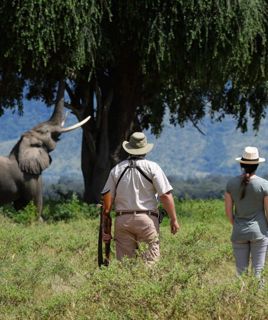 Elefantenbegegnung bei einer Walking Safari im Johns Camp Mana Pools NP