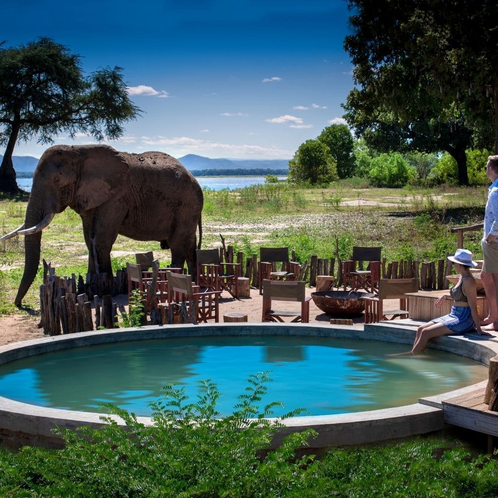 Elefant steht vor Pool Nyamatusi Lodge