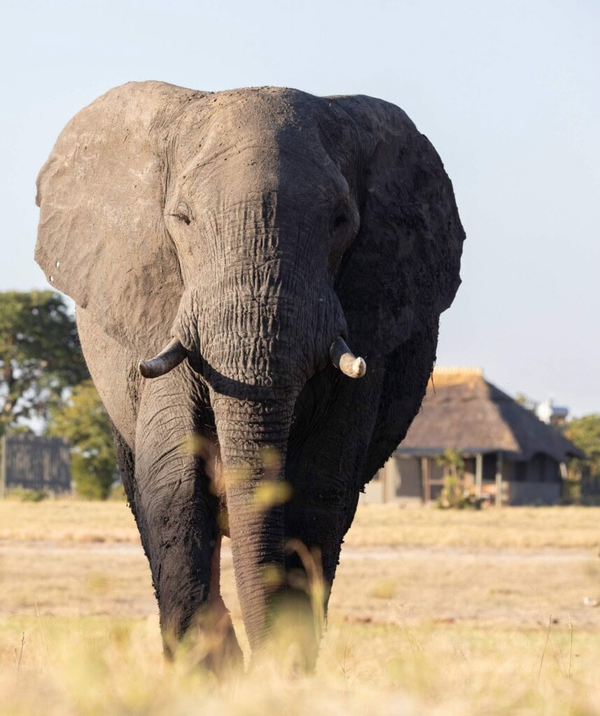 Hwange Nationalpark