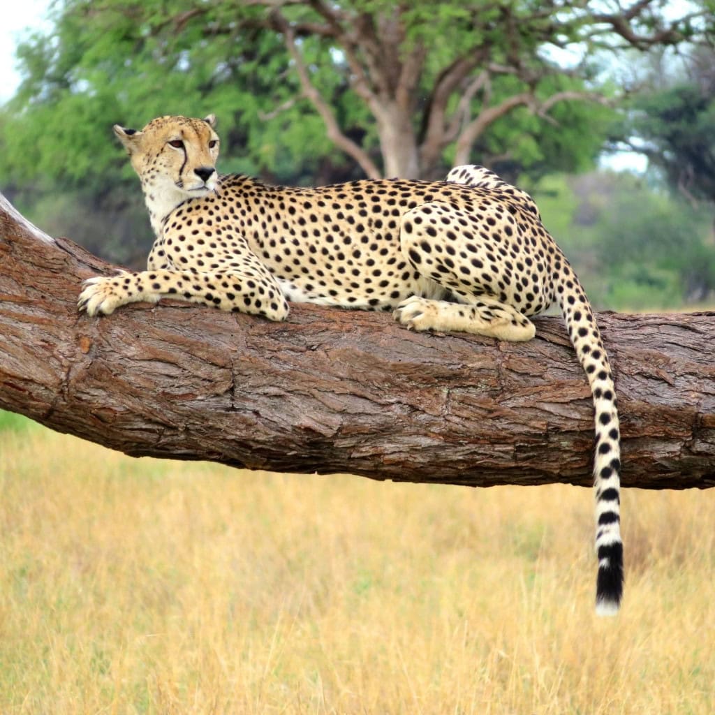 Gepard liegt auf einem Baum und schaut zur Seite Hwange NP