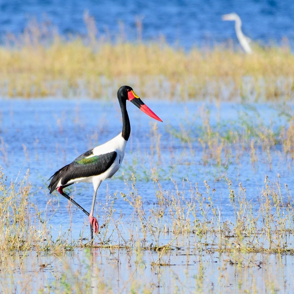 Sattelstorch steht im Lake Kariba vor dem Changa Camp Simbabwe