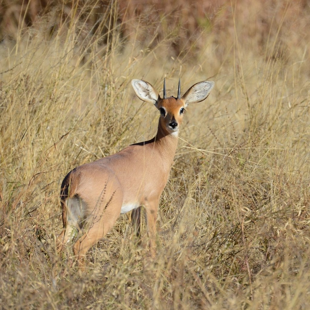 Steenbock in der Savanne des Hwange Nationalparks