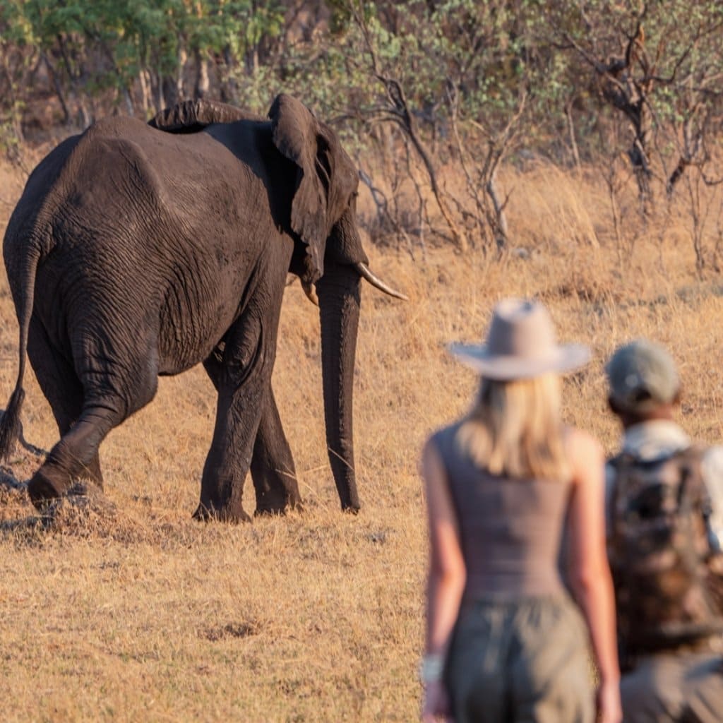 Gäste vor einem Elefant bei einer Walking Safari im Hwange NP