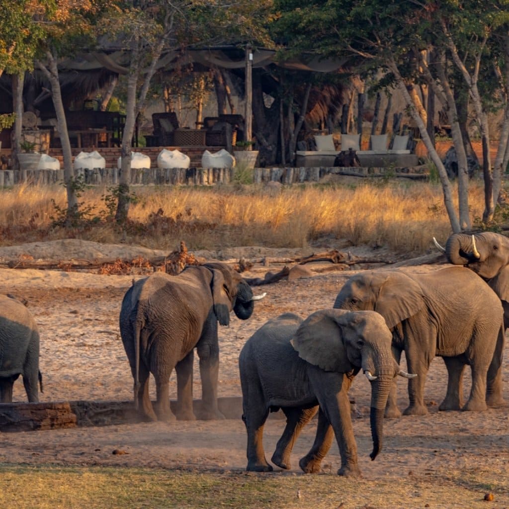 Elefantenherde vor der Sable Valley Lodge.