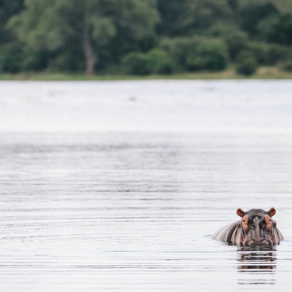 Flusspferd schaut aus dem Wasser im Gonarezhou Chilo George Lodge