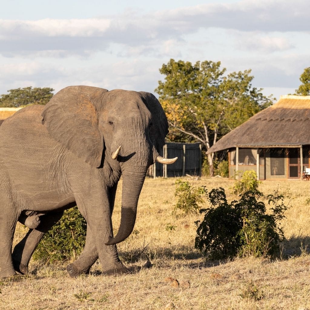 Elefant vor Camp Hwange