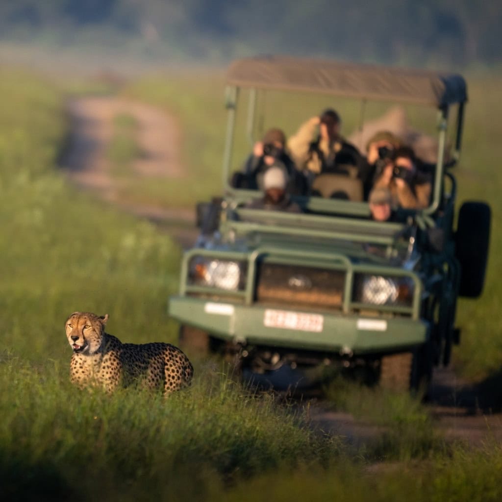 Gepard im Gras vor offenem Safari-Fahrzeug