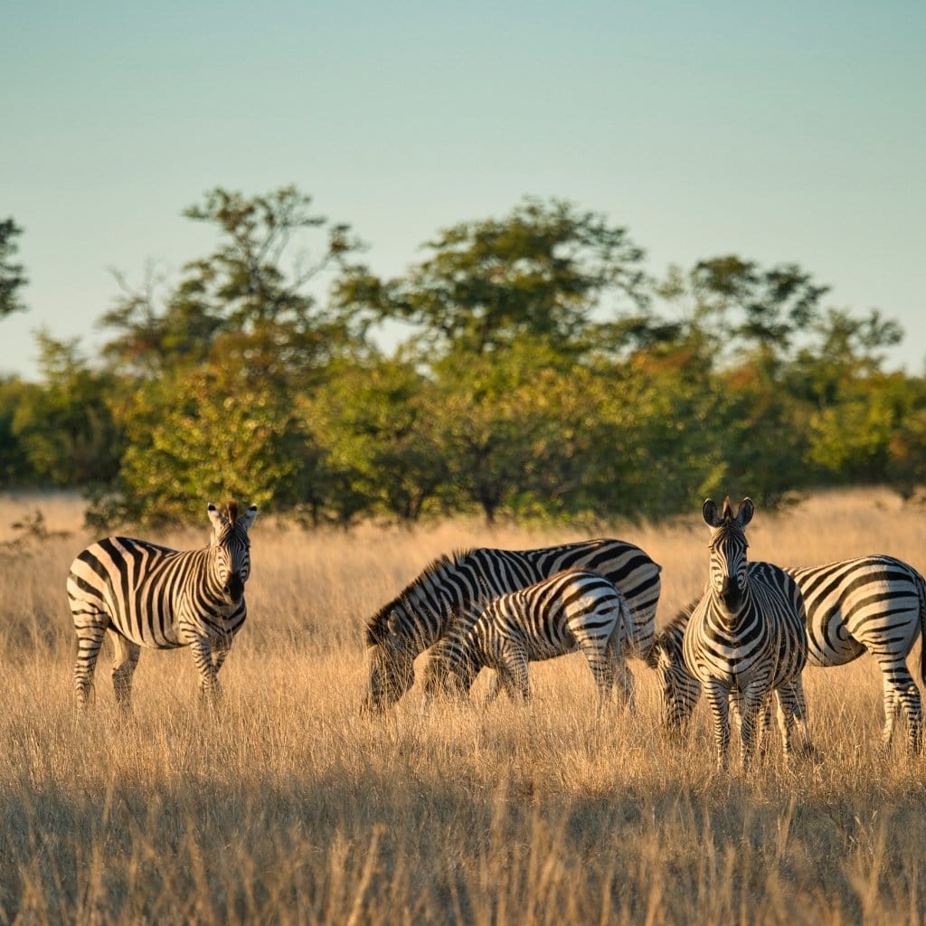 Grasende Zebras in der Savanne des Hwange