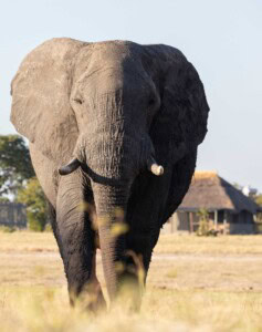 Elefant beim Chalets Camp Hwange