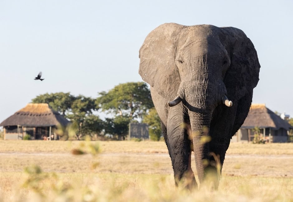 Elefant beim Chalets Camp Hwange