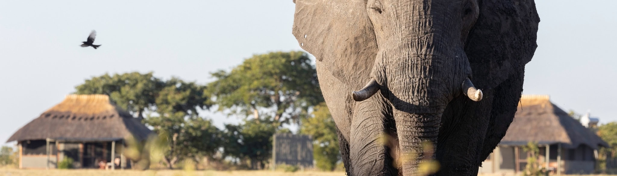 Elefant beim Chalets Camp Hwange