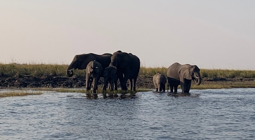 Elefantenherde trinkt am Fluss und steht im Wasser.