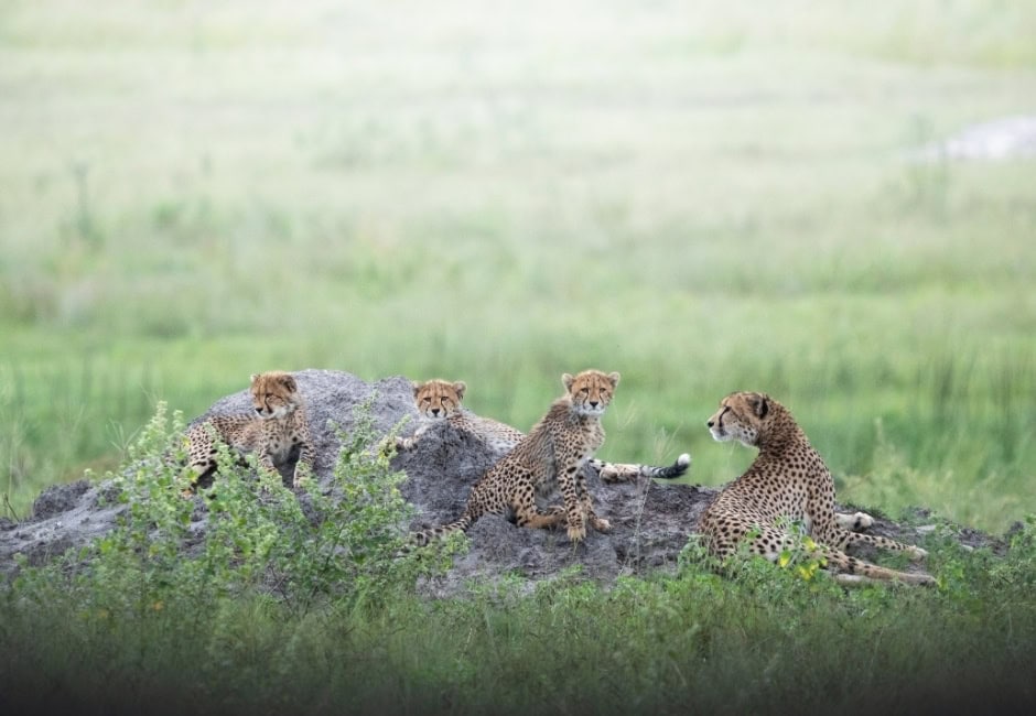 3 Geparden Junge mit ihrer Mutter in der Savanne der Amalinda Lodge