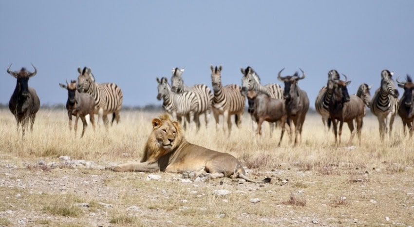 Männlicher Löwe liegt vor einer Herde Gnus und Zebras im Etosha Nationalpark.