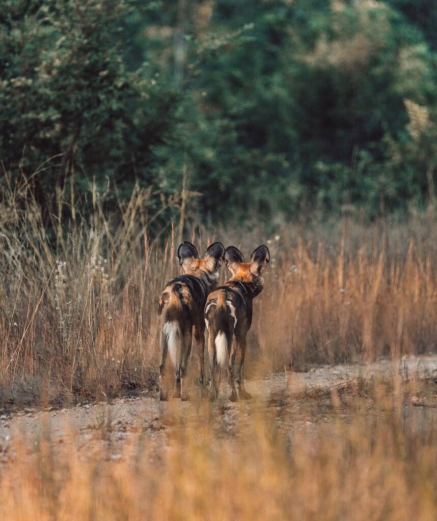 Zwei Wildhunde laufen den Weg im Hwange Nationalpark entlang