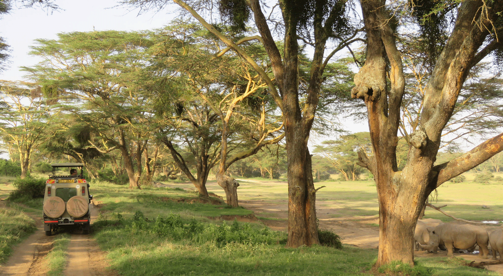 Ein Safarifahrzeug neben Nashörnern in Kenia. Ein Safarifahrzeug neben Nashörnern in Kenia.