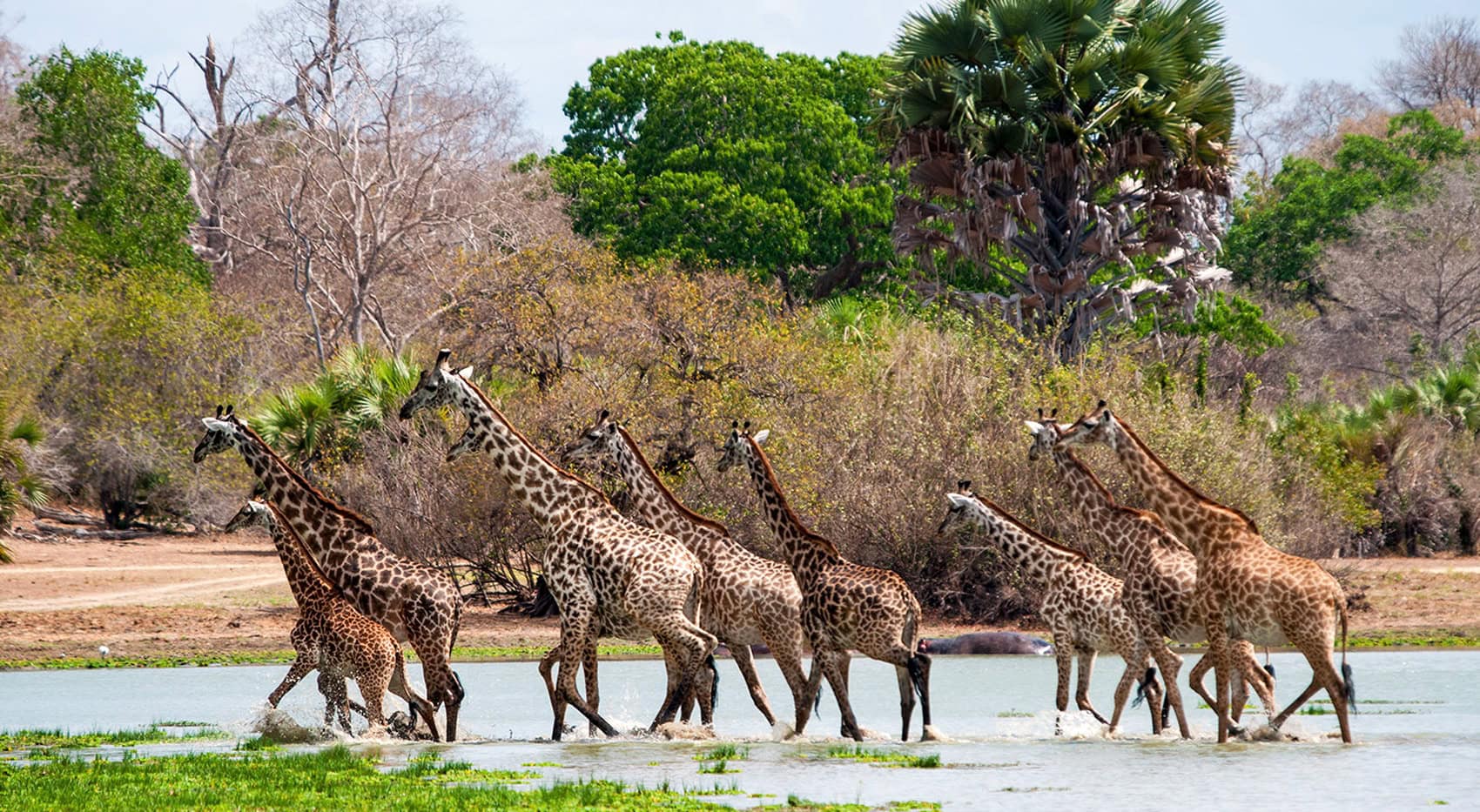 Giraffen in einem Fluss in ruaha. Giraffen in einem Fluss in ruaha.