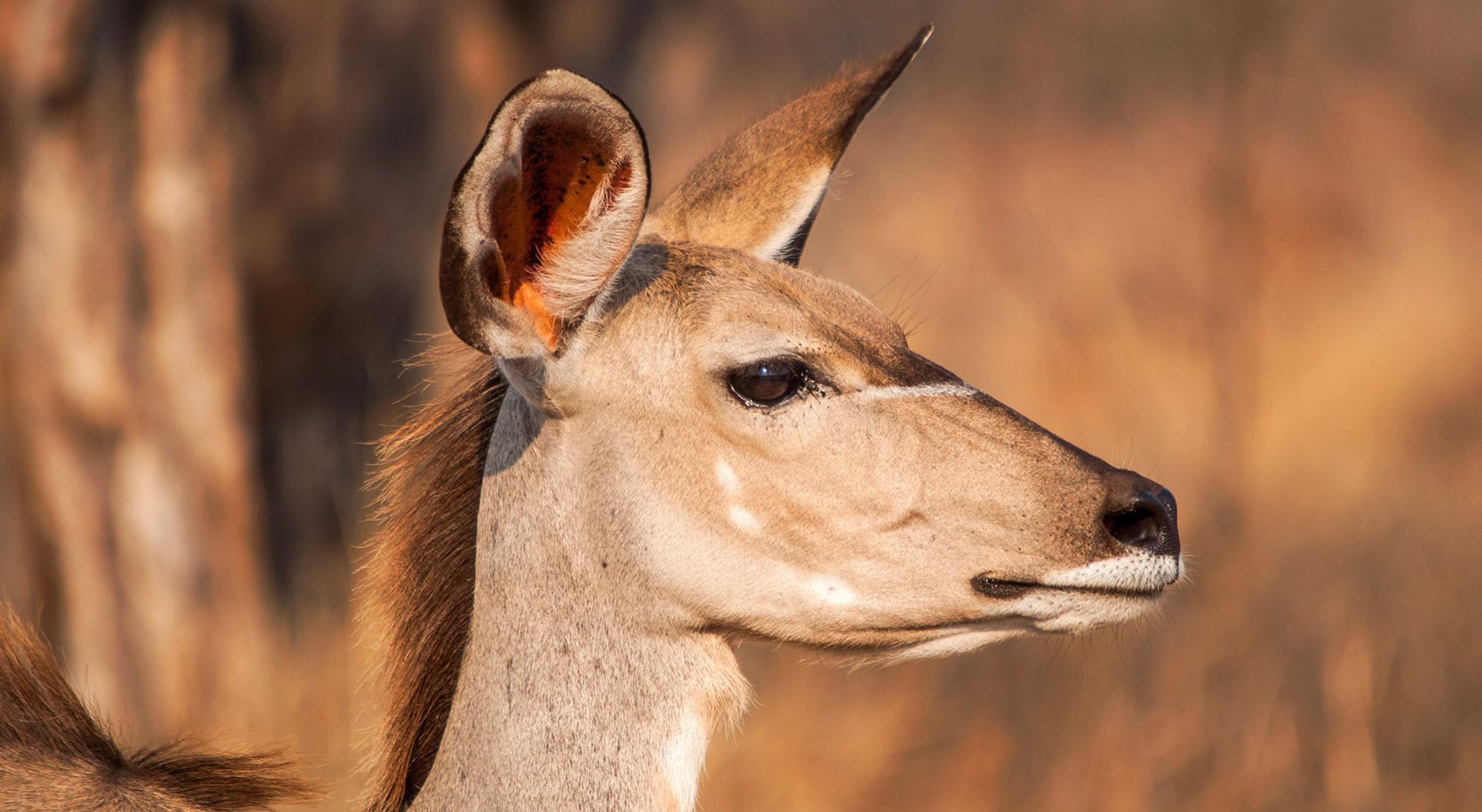Ein weibliches Kudu im Ruaha Nationalpark. Ein weibliches Kudu im Ruaha Nationalpark.