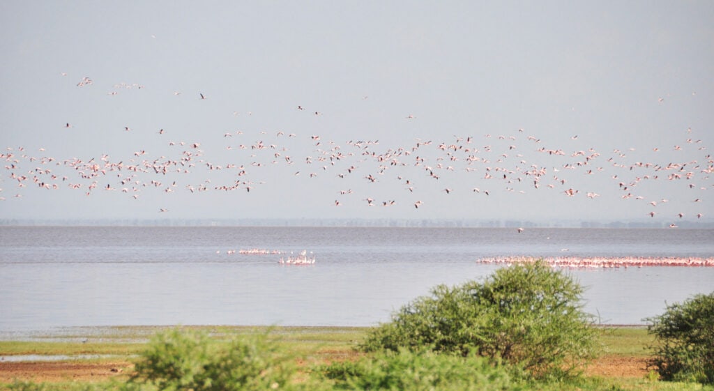 Flamingos über dem Lake Manyara. Flamingos über dem Lake Manyara.