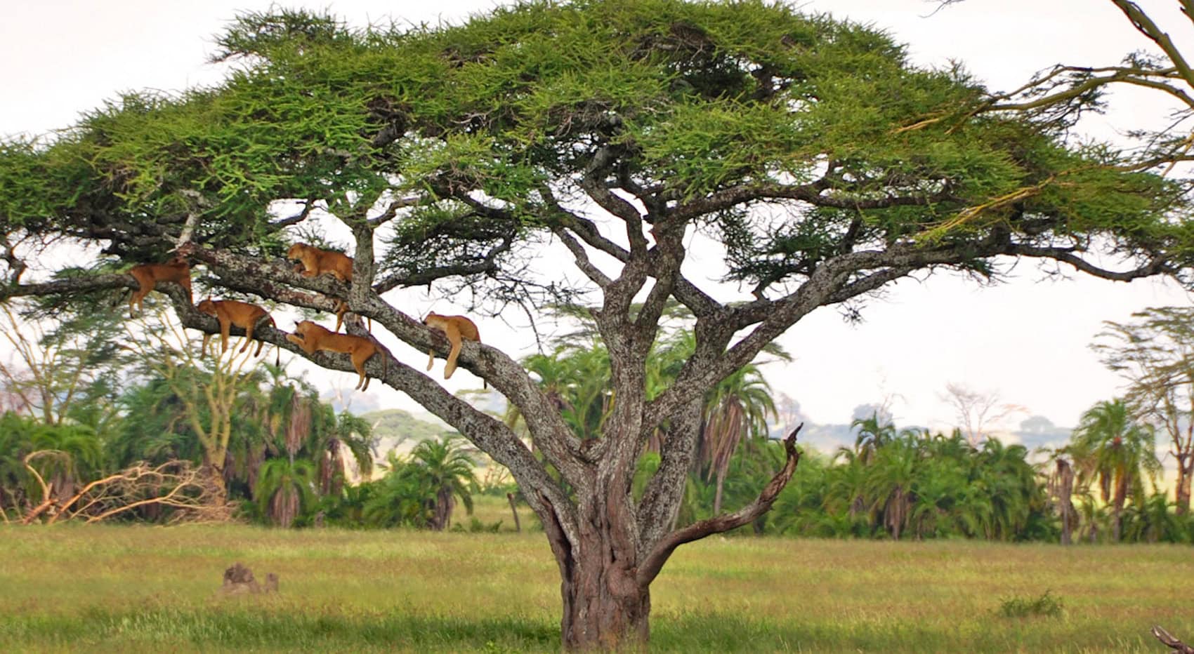 Löwen in einem Baum im Lake Manyara Nationalpark in Tansania. Löwen in einem Baum im Lake Manyara Nationalpark in Tansania.