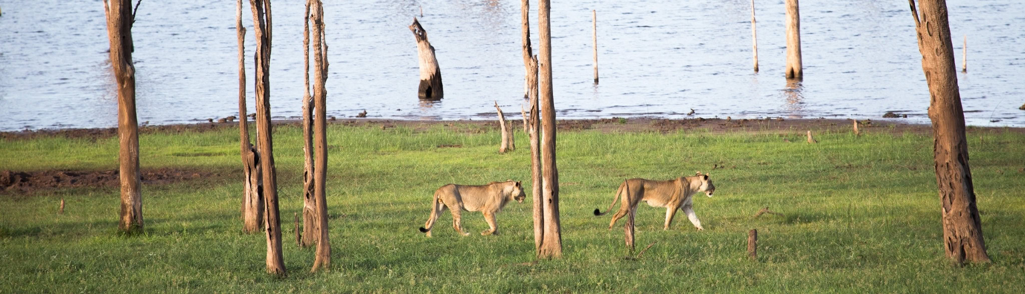 Loewen laufen entlang des Lake Kariba Ufers im Hintergrund sieht man die abgestorbenen Bäume