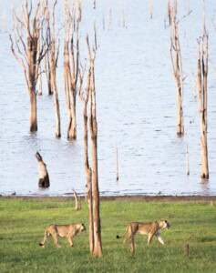 Loewen laufen entlang des Lake Kariba Ufers im Hintergrund sieht man die abgestorbenen Bäume