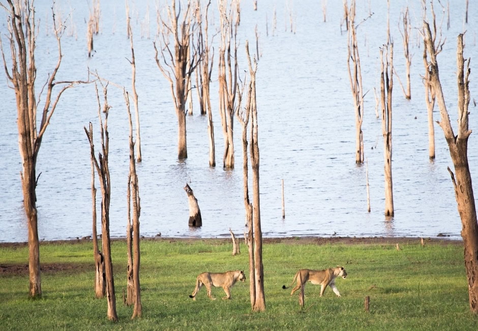 Loewen laufen entlang des Lake Kariba Ufers im Hintergrund sieht man die abgestorbenen Bäume