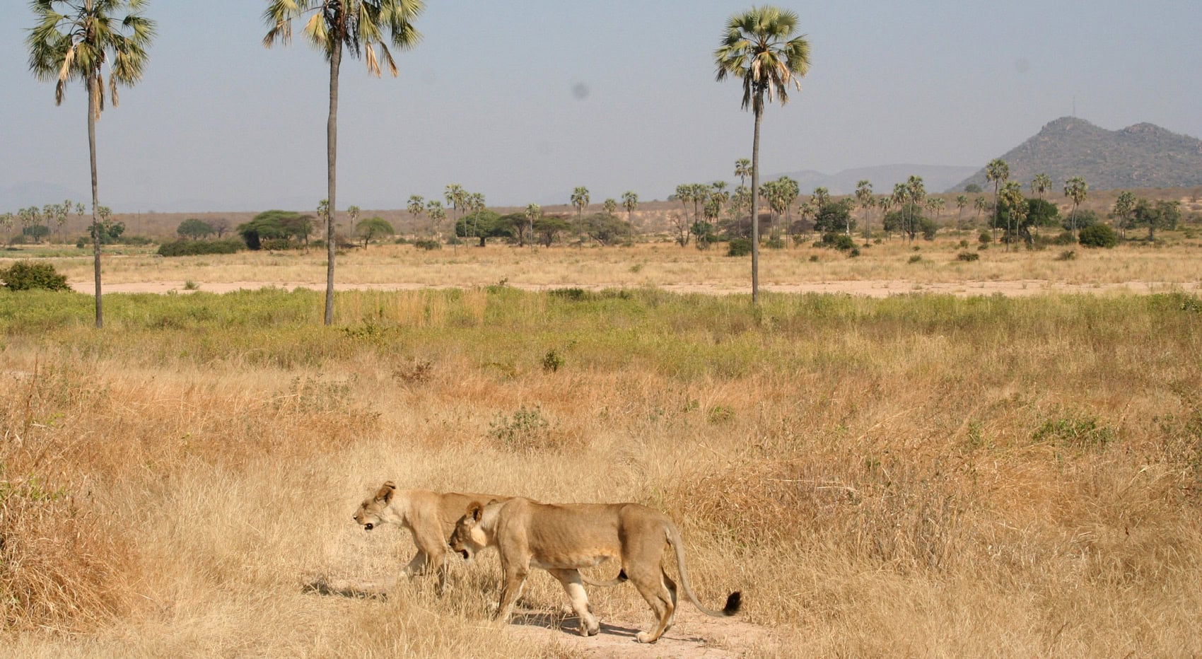 Zwei weibliche Löwen strefen durch den Ruaha Nationalpark. Zwei weibliche Löwen strefen durch den Ruaha Nationalpark.