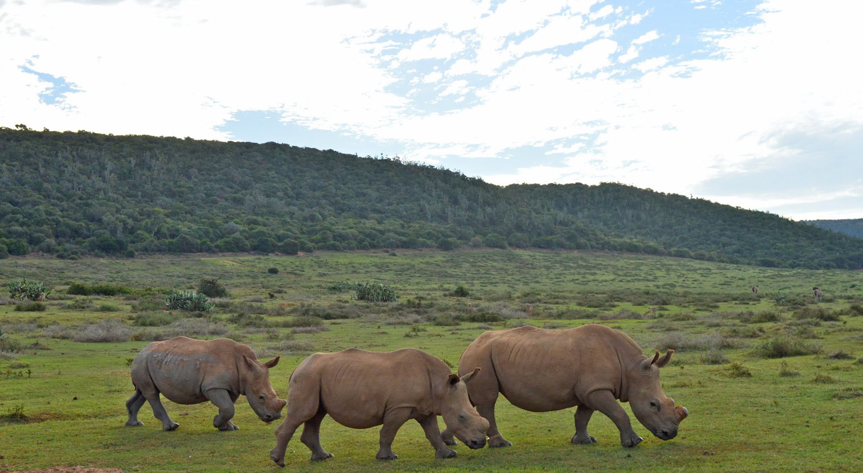 Nashörner ohne Horn im Addo Elephant Park. Nashörner ohne Horn im Addo Elephant Park.