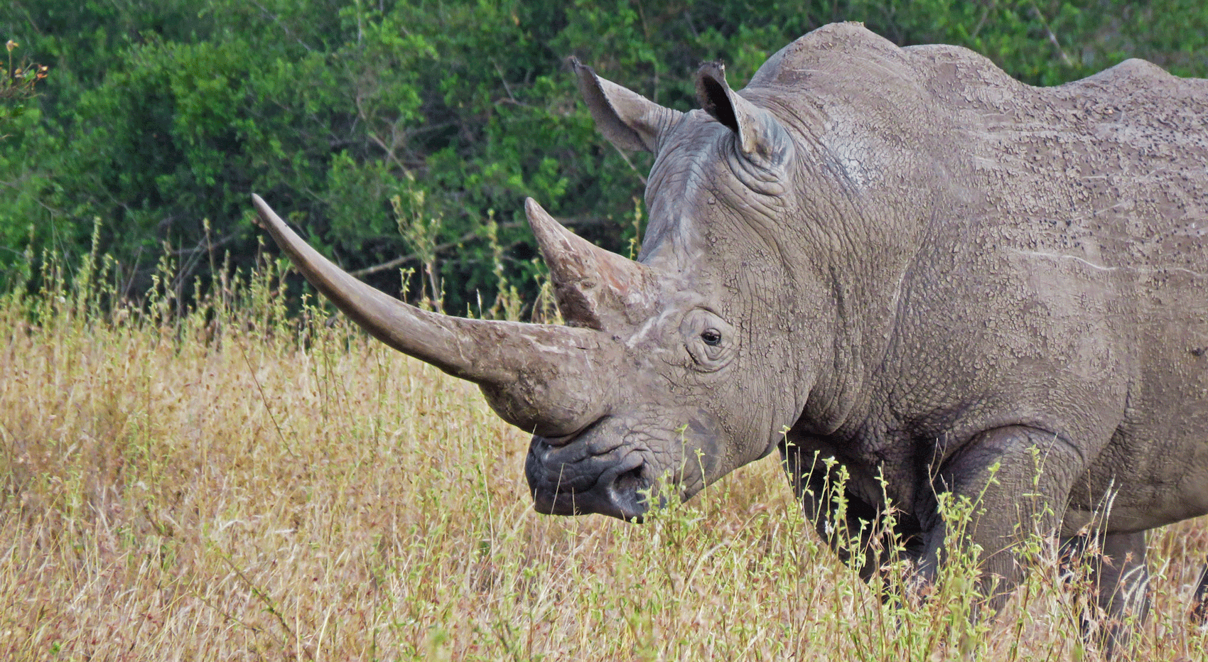 Ein Nashorn in Kenia mit einem sehr langen spitzen Horn. Ein Nashorn in Kenia mit einem sehr langen spitzen Horn.