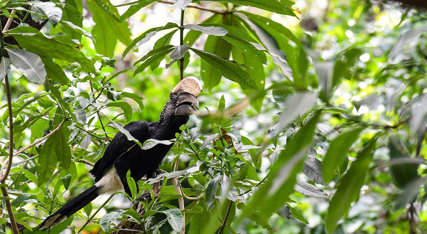 Ein Silberwangen-Hornvogel zur Regenzeit in Lake Manyara. Ein Silberwangen-Hornvogel zur Regenzeit in Lake Manyara.