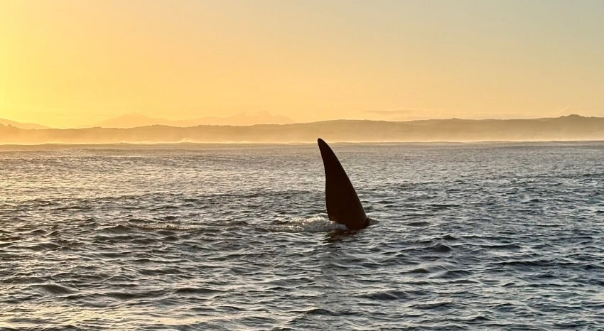 Rückenflosse Wal im Sonnenuntergang an der Südafrikanischen Küste