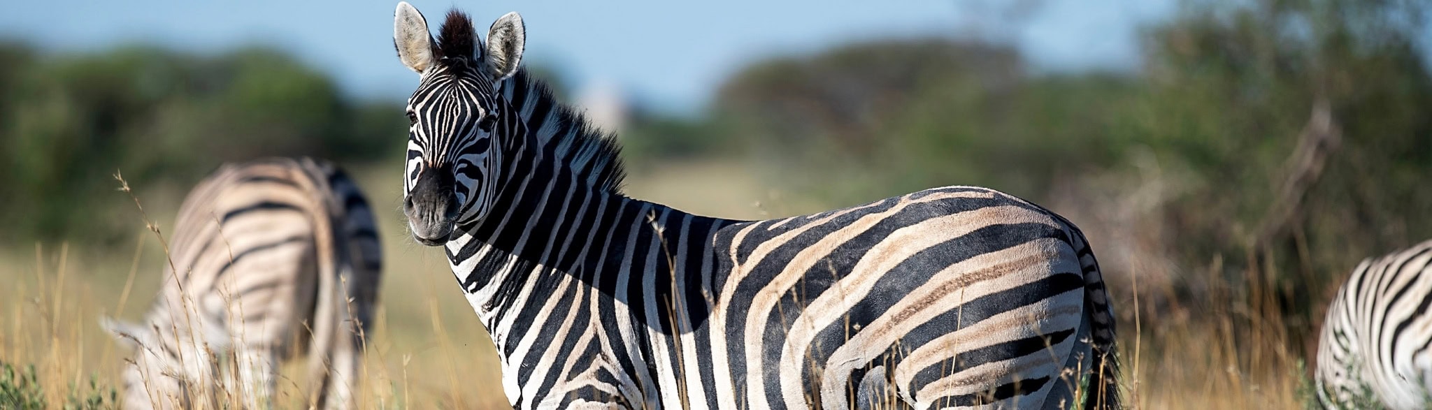 Zebras stehen in der Savanne und grasen in Botswana