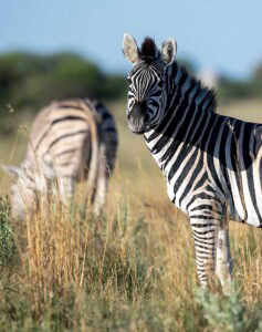 Zebras stehen in der Savanne und grasen in Botswana