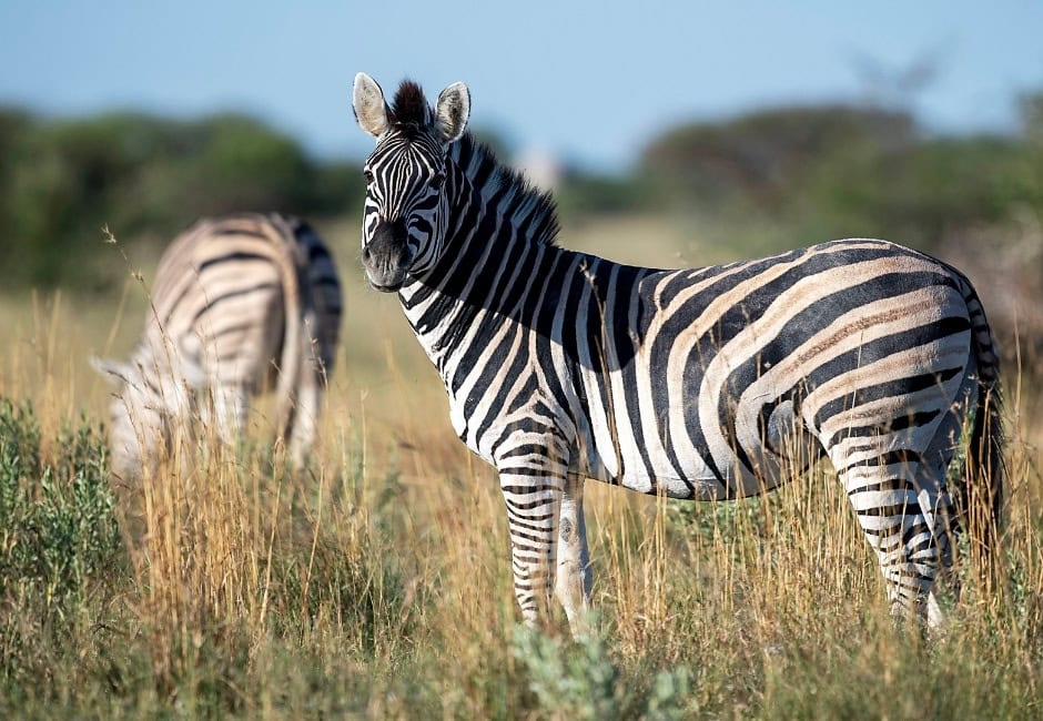 Zebras stehen in der Savanne und grasen in Botswana