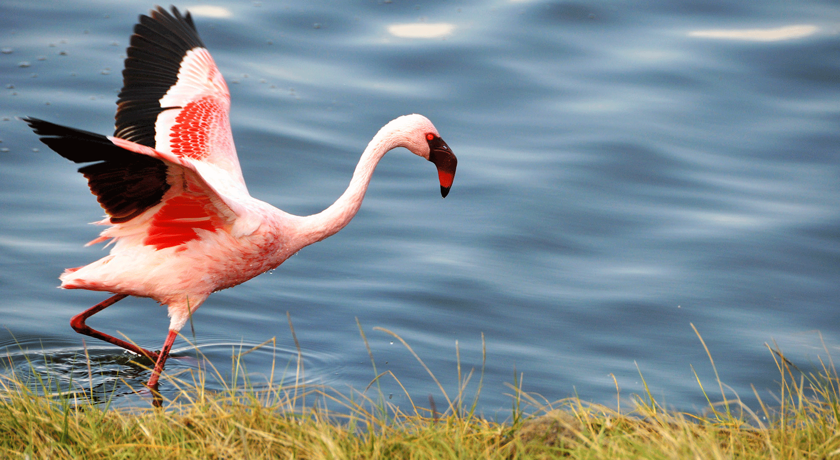 Ein Zwergflamingo im Lake Nakuru Nationalpark. Ein Zwergflamingo im Lake Nakuru Nationalpark.