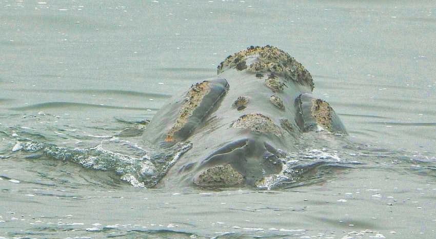 Buckelwal taucht auf vor der Küste Hermanus Südafrikas.