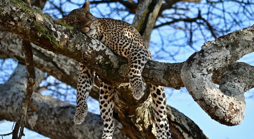 Leopard schläft im Baum in Tanzania.