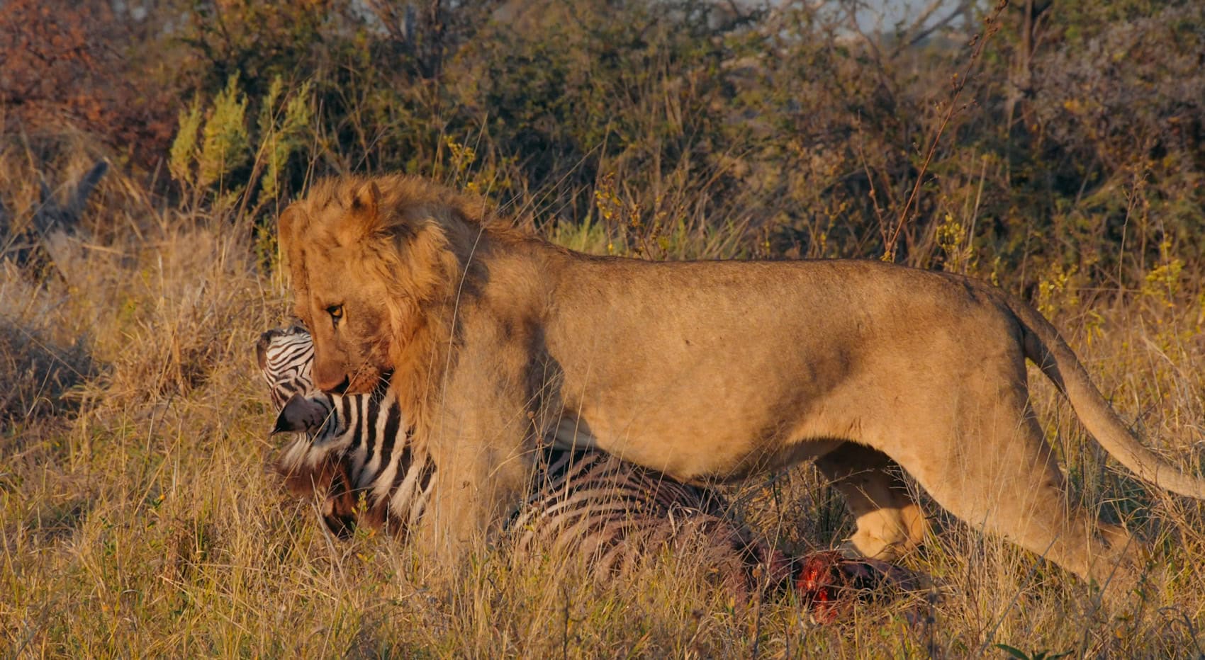 Ein Löwe trägt sein erlegtes Zebra durch hohes Grass. 