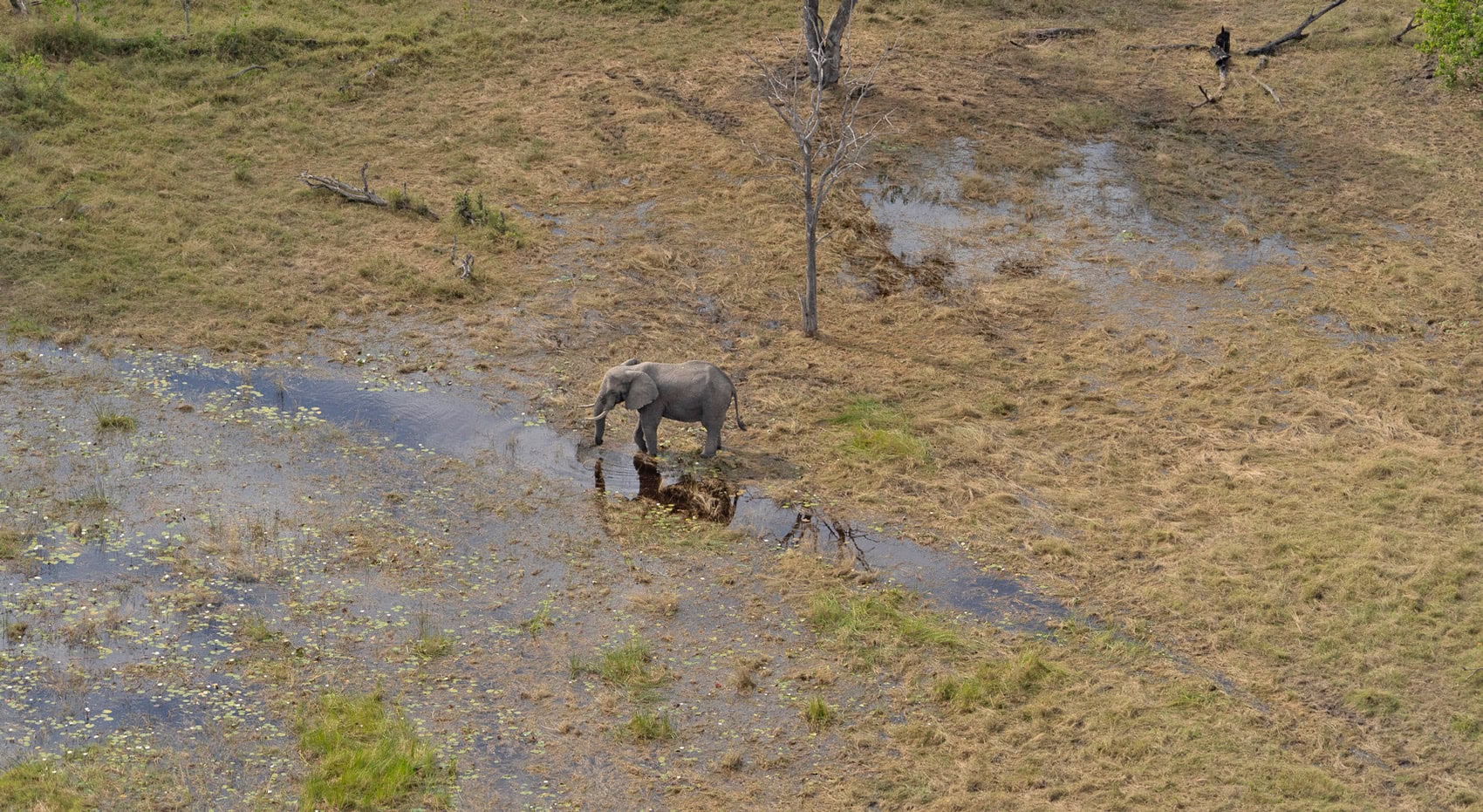 Eine Elefant im Moremi Game Reserve aus der Vogelperspektive. 