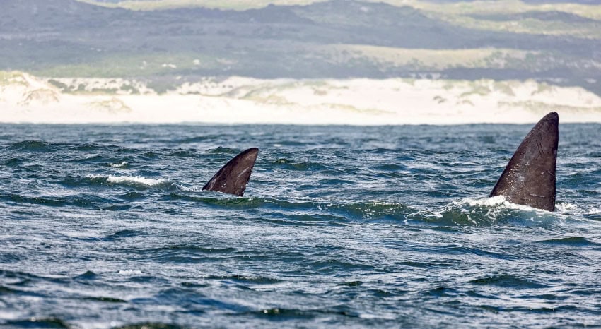 Zwei Walflossen ragen aus dem Meer Südafrika Hermanus.