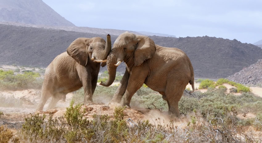Zwei üstenelefanten vor der Landschaft des Damaraland.