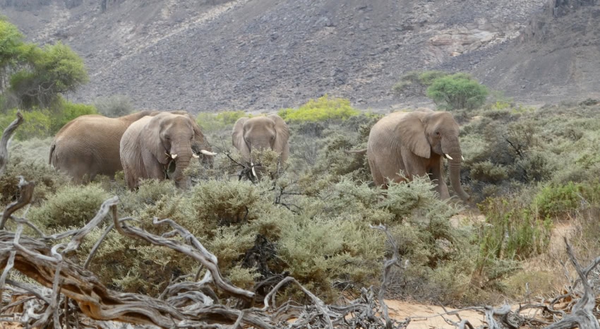 Eine Herde Wüstenelefanten in Namibia 